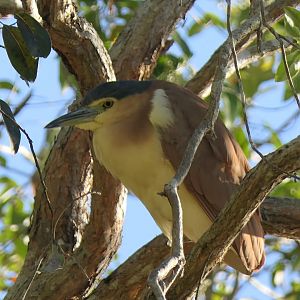 Australasian Nankeen Night-Heron (Nycticorax caledonicus australasiae)