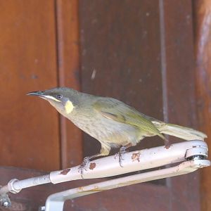 Lewin's Honeyeater (Meliphaga lewini mab)