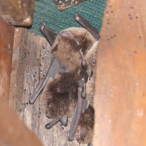 Large-footed Myotis (Myotis macropus)