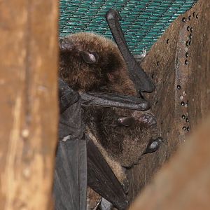 Large-footed Myotis (Myotis macropus)