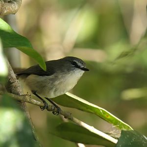 Wet Tropics Brown Gerygone (Gerygone mouki mouki)