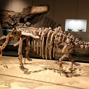 Zhejiangosaurus lishuiensis