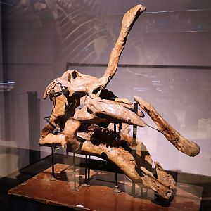 Tsintaosaurus spinorhinus Skull, Holotype (IVPP V725)