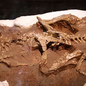 Yinlong downsi, Holotype (IVPP V14530)