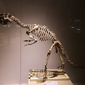Psittacosaurus lujiatunensis