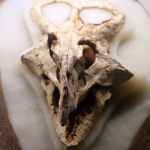 Protoceratops andrewsi Skull