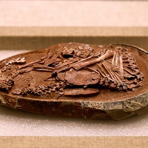 Baby Yingliang (YLSNHM 01266)