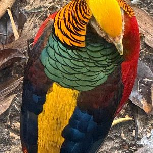 Golden Pheasant (Chrysolophus pictus)