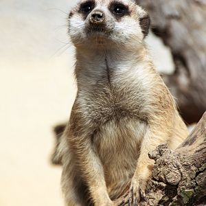 Meerkat (Suricata suricatta)
