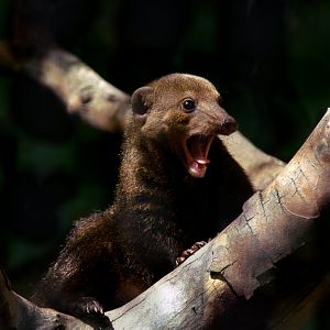 Common kusimanse (Crossarchus obscurus)