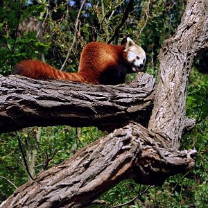 Red panda (Ailurus fulgens)