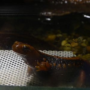Emperor newt (Tylototriton shanjing)