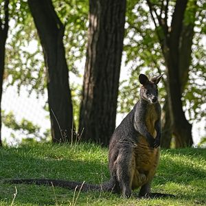 Swamp wallaby
