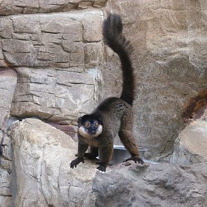 Small Mammal House - Collared Brown Lemur