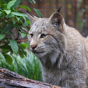 Great Cats - Canadian Lynx