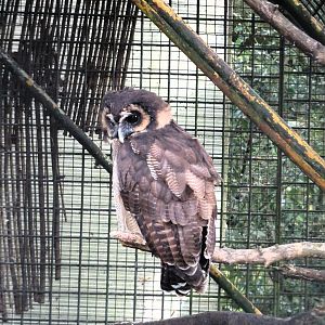Brown Wood Owl 6 September 2025