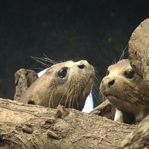 Giant Otters 6 September 2025