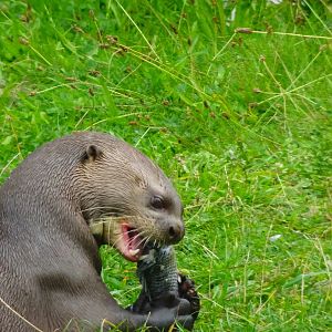 Giant Otter 6 September 2025