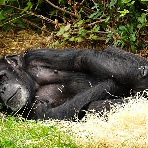 Chimpanzee 6 September 2025