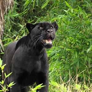 Jaguar Inka,  6 September 2025