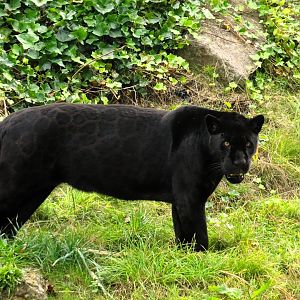 Jaguar Inka,  6 September 2025