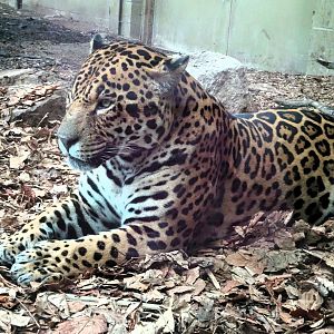 Jaguar Napo, 6 September 2025