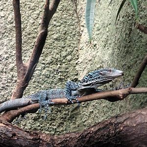 Blue Tree Monitor 6 September 2025