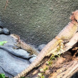 Gariau Forest Dragons 6 September 2025