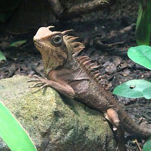 Horn-Headed Lizard 6 September 2025