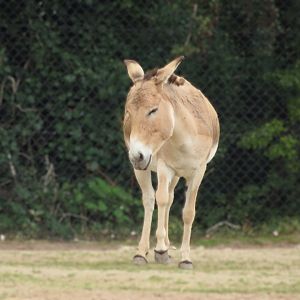 Onager 6 September 2025