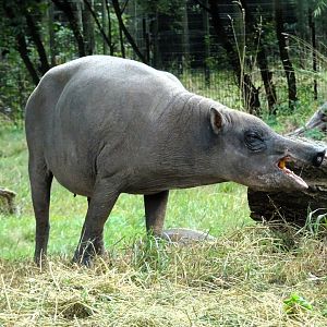Sulawesi Babirusa 6 September 2025