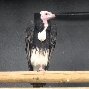 White-Headed Vulture 6 September 2025