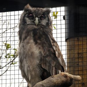 Verreaux's Eagle Owl 6 September 2025