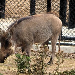 Common Warthog 6 September 2025
