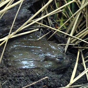 African Bullfrog 6 September 2025