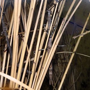 Cat-eyed Mantis 6 September 2025