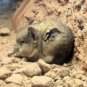 Karoo Round-eared Sengi 6 September 2025