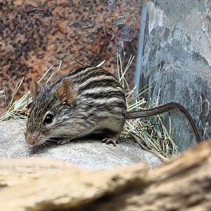 Barbary Striped Grass Mouse 6 September 2025