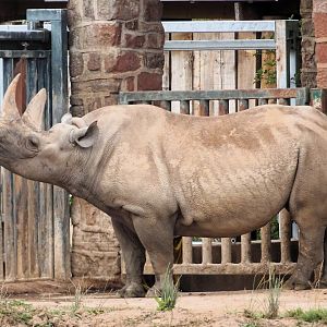 Eastern Black Rhino 6 September 2025