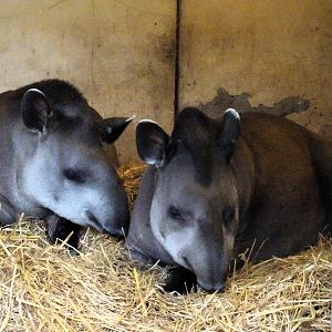 Lowland Tapirs 6 September 2025