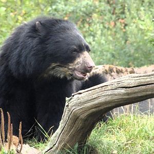 Andean Bear 6 September 2025