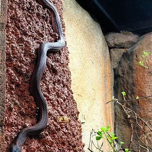 Red Spitting Cobra 6 September 2025