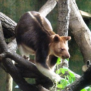 Tree Kangaroo 6 September 2025