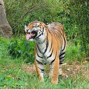 Sumatran Tiger 6 September 2025