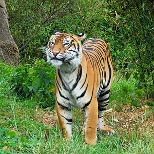 Sumatran Tiger 6 September 2025