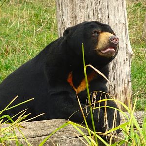 Sun Bear 6 September 2025