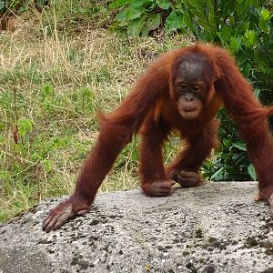 Sumatran Orangutan youngster 6 September 2025