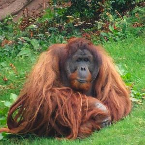 Sumatran Orangutan  6 September 2025