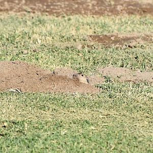 Fulvous Pocket Gopher (Megascapheus fulvus)