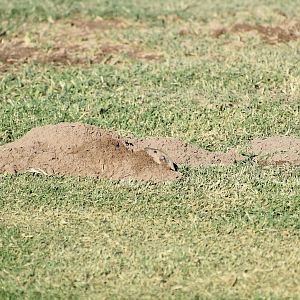 Fulvous Pocket Gopher (Megascapheus fulvus)